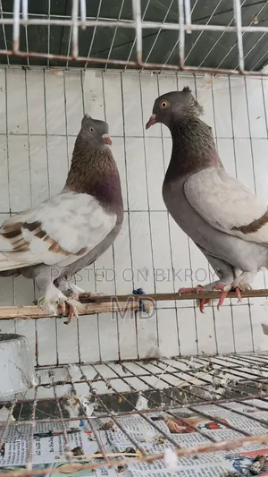 Light Biscuit Pigeons Running Laying Eggs and Raising Chicks