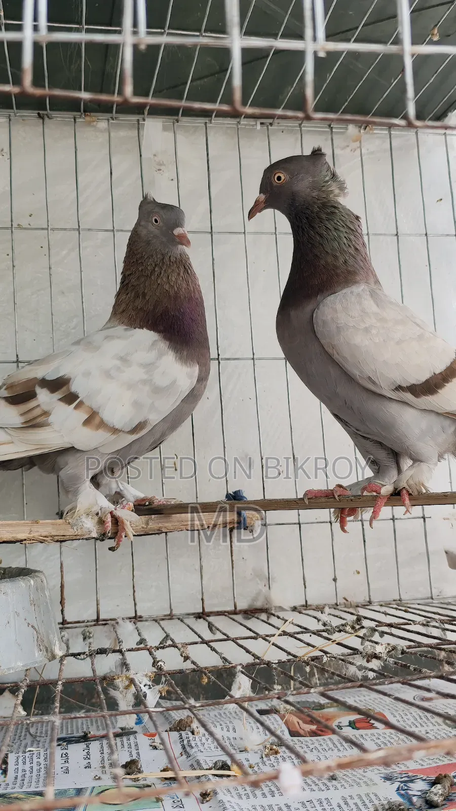 Light Biscuit Pigeons Running Laying Eggs and Raising Chicks