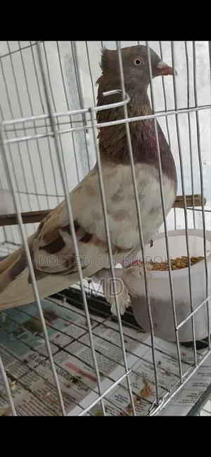 Light Biscuit Pigeons Running Laying Eggs and Raising Chicks