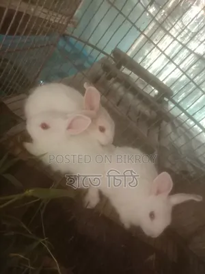 Rabbits for sale