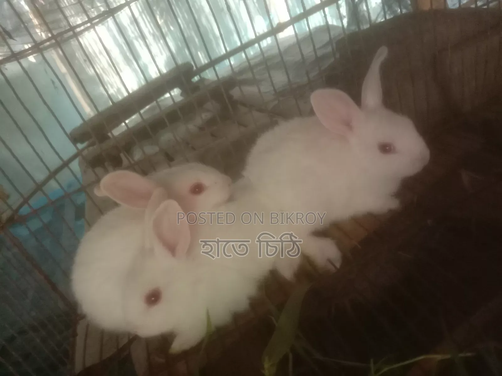 Rabbits for sale