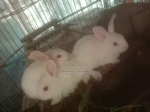Rabbits for sale