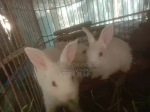 Rabbits for sale
