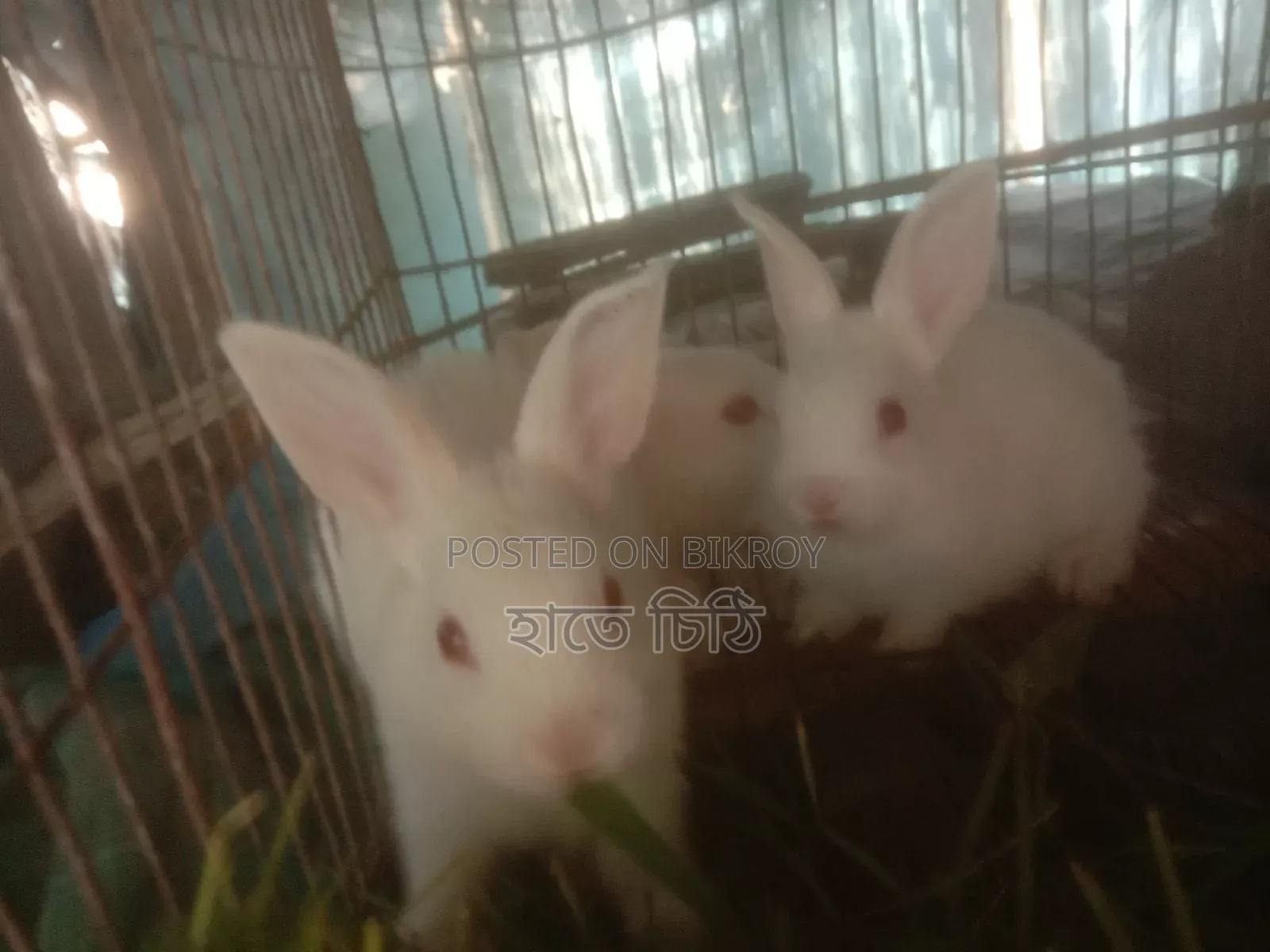 Rabbits for sale
