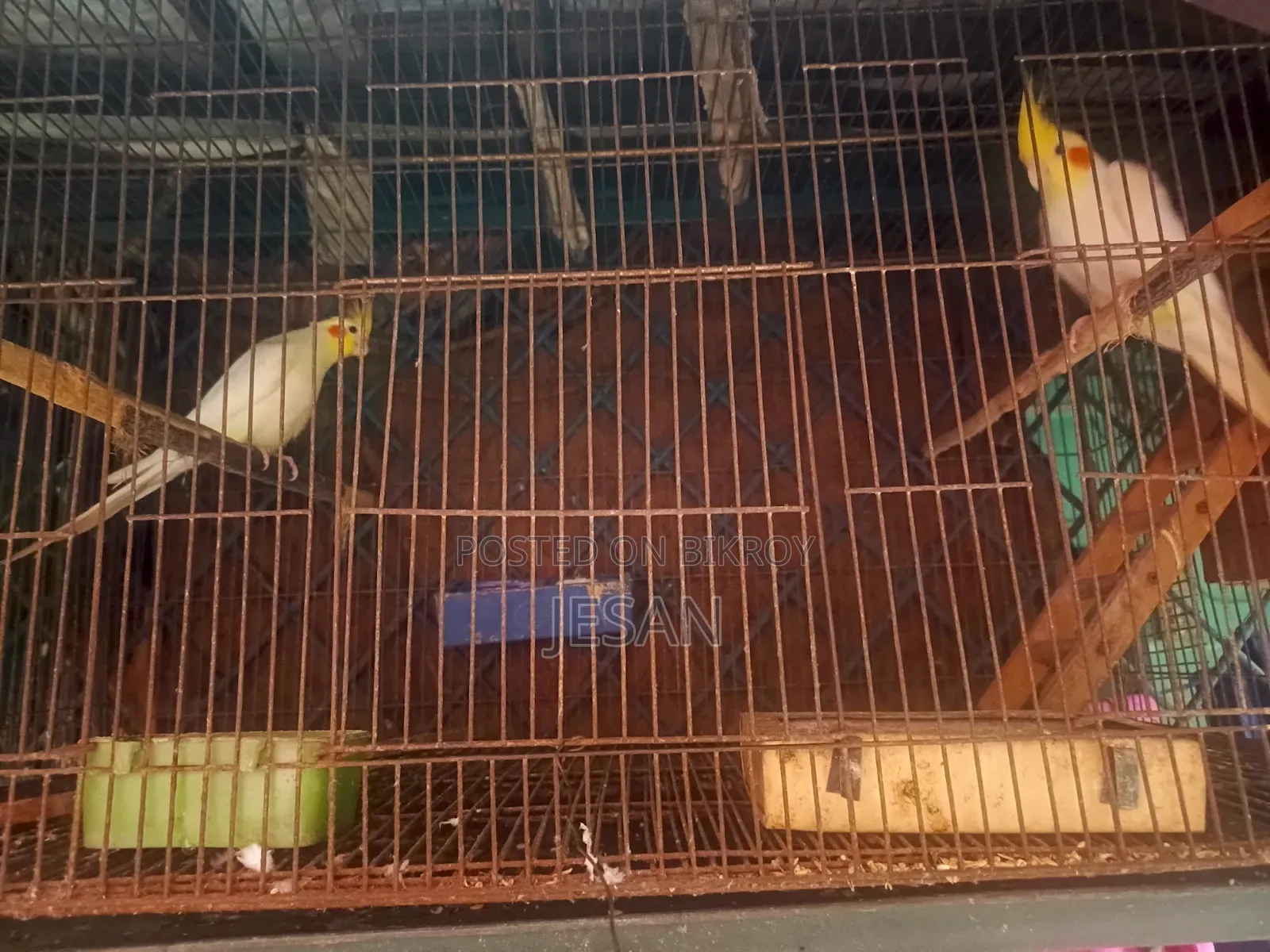 মাস্টারপিয়ার লুটিয়ো ককটেল রেড আই