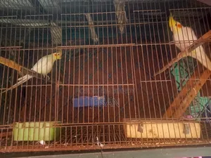 মাস্টারপিয়ার লুটিয়ো ককটেল রেড আই