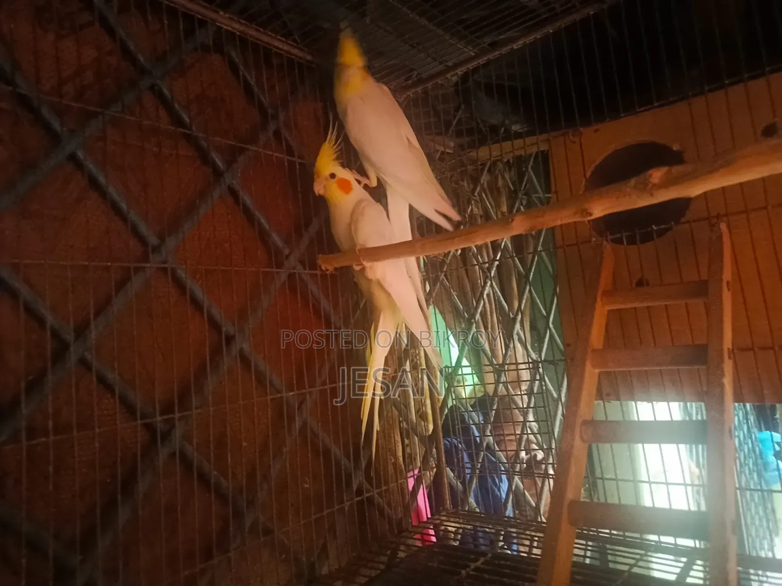 মাস্টারপিয়ার লুটিয়ো ককটেল রেড আই