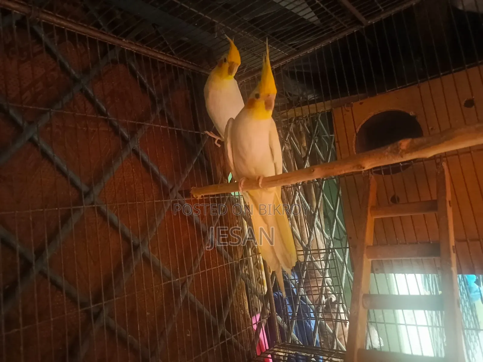 মাস্টারপিয়ার লুটিয়ো ককটেল রেড আই