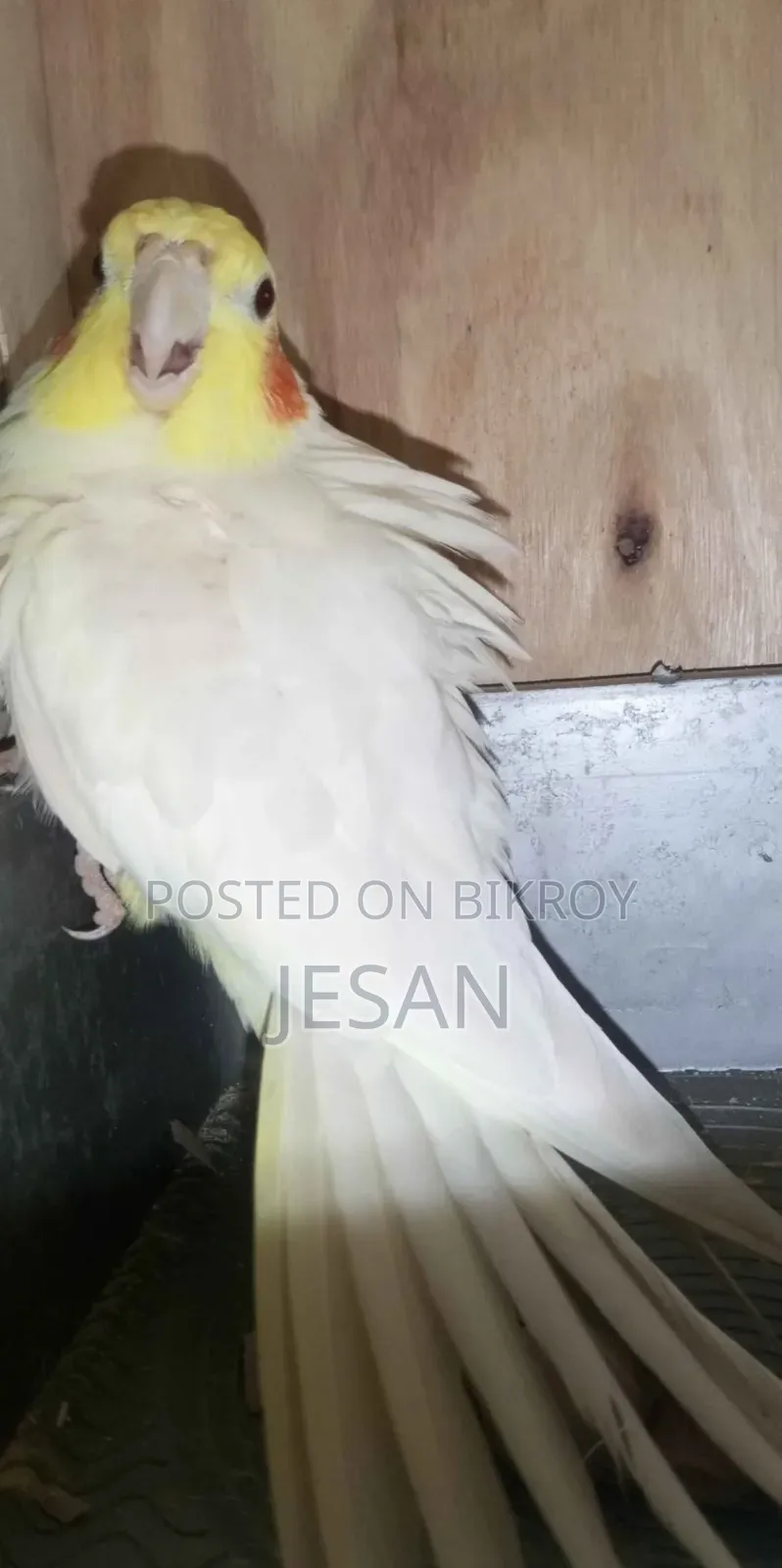 মাস্টারপিয়ার লুটিয়ো ককটেল রেড আই