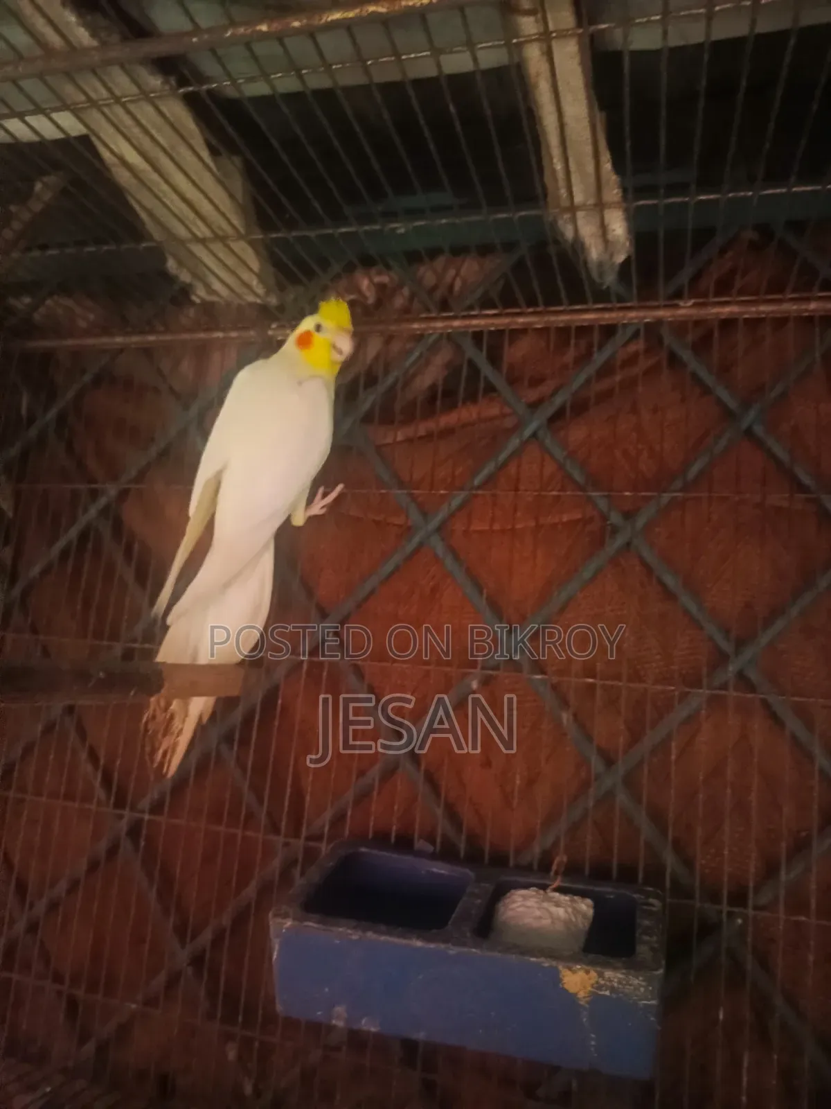 মাস্টারপিয়ার লুটিয়ো ককটেল রেড আই