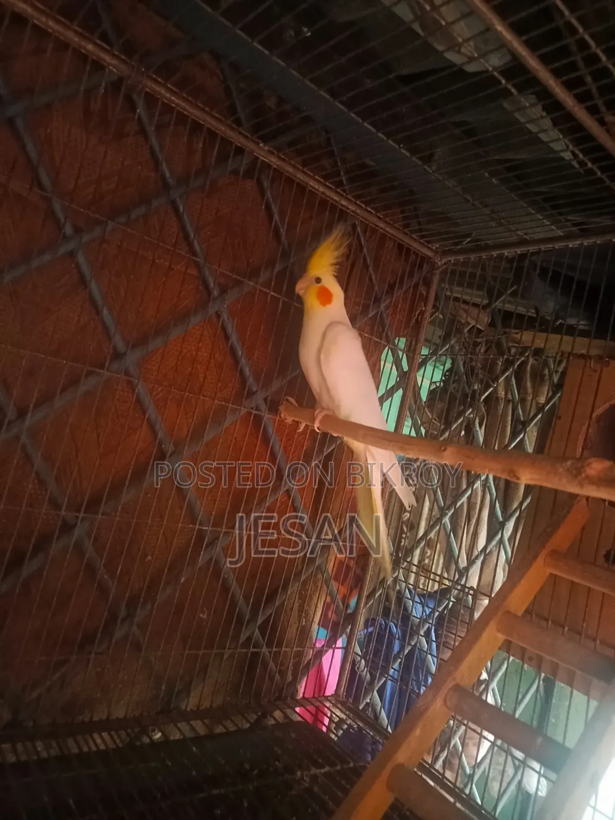 মাস্টারপিয়ার লুটিয়ো ককটেল রেড আই