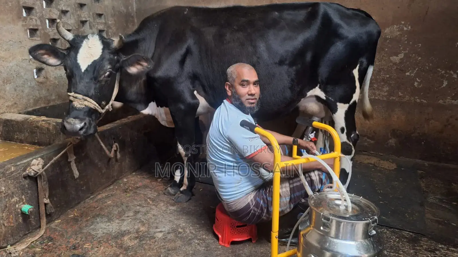 কাউ মিল্কিং মেশিন
