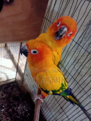 সান কুনার ব্রিডিং পেয়ার জোড়া ডিম বাচ্চা করার জন্য প্রস্তুত