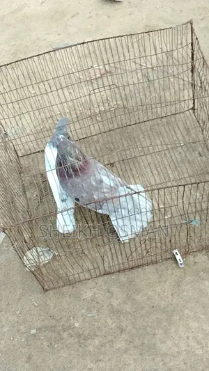 একজোড়া রানিং গিরিবাজ কবুতর বিক্রি করা হবে।