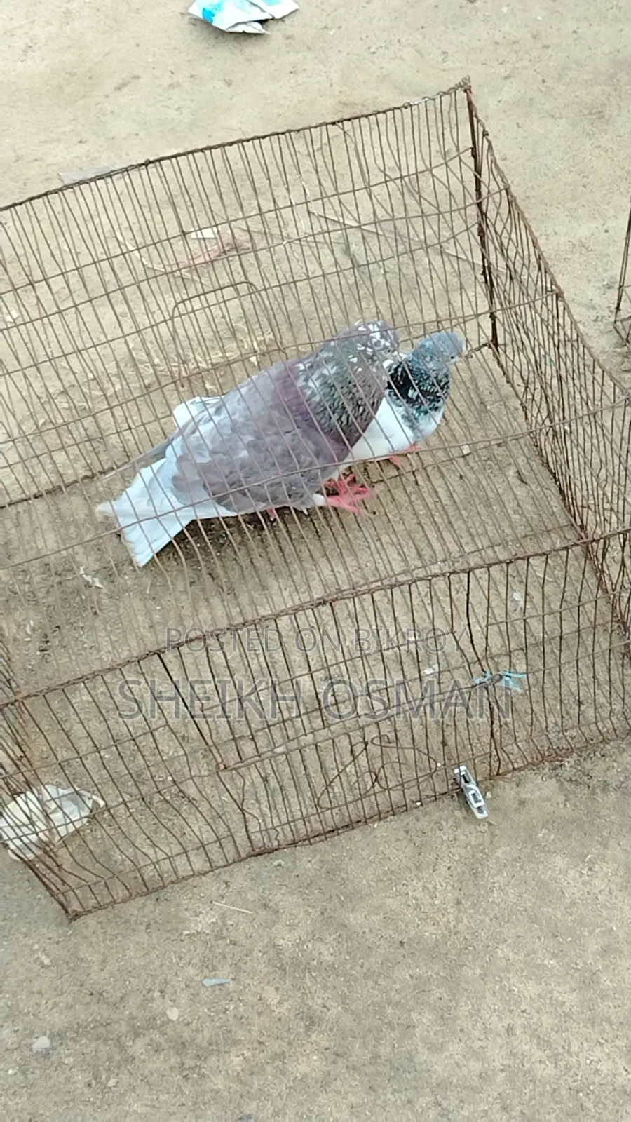 একজোড়া রানিং গিরিবাজ কবুতর বিক্রি করা হবে।