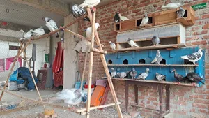 All Running Pigeons