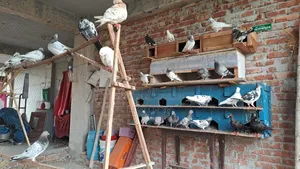 All Running Pigeons