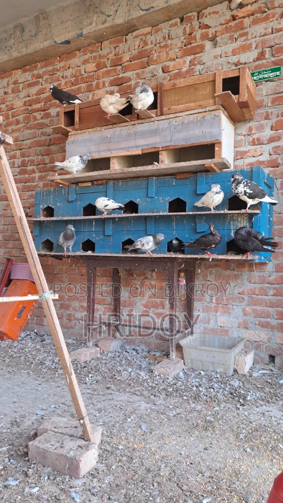 All Running Pigeons