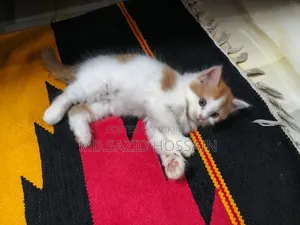 ০-১ মাস বয়সী পুরুষ পিওর ব্রিড পার্সিয়ান বিড়াল