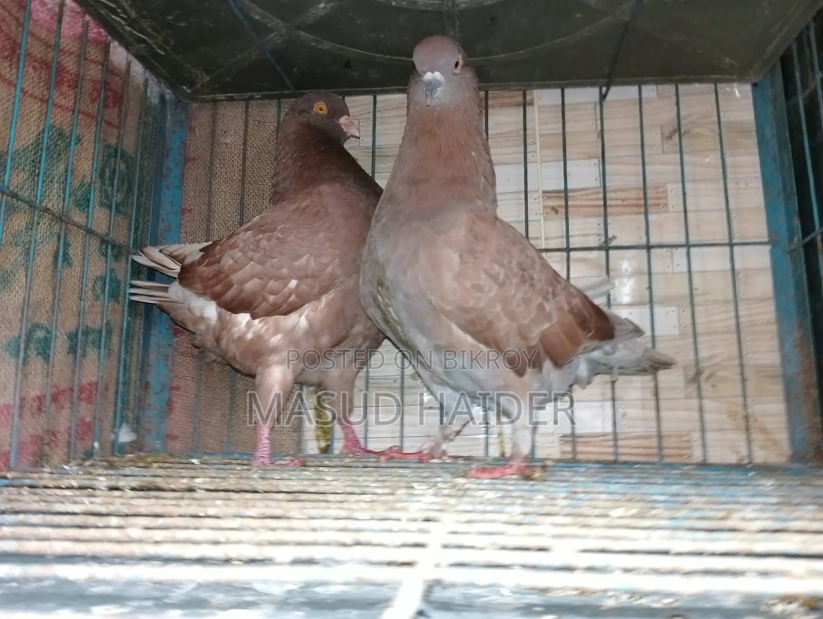 King Running Pair