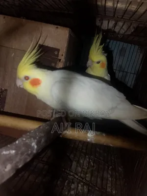 ঢাকা চকবাজার