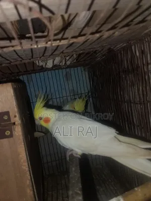 ঢাকা চকবাজার