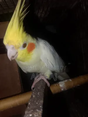 ঢাকা চকবাজার