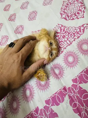 ১-৩ মাসের মেল পিওরব্রেড পার্সিয়ান