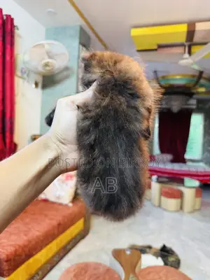 ১-৩ মাসের মেল পিওরব্রেড পার্সিয়ান