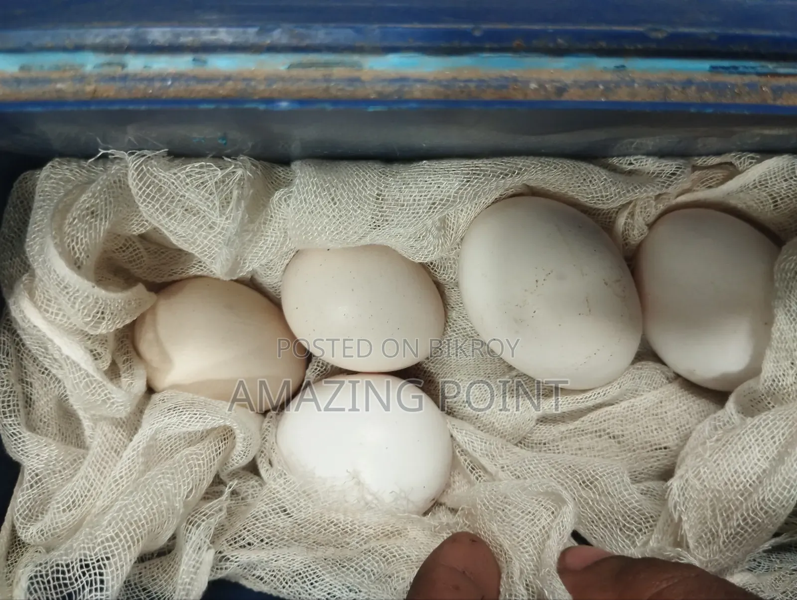 দেশি মুরগি ডিম