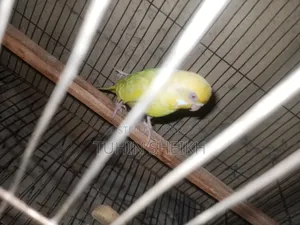 রানিং ডিম বাচ্চা করা