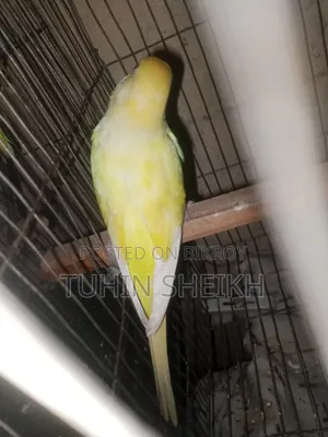রানিং ডিম বাচ্চা করা