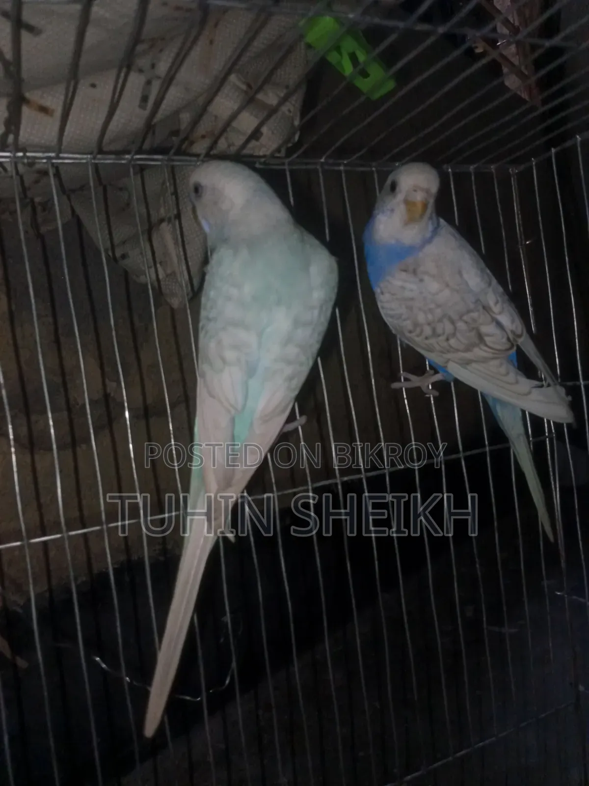 স্প্যাঙ্গেল জোরা রানিং পাখি