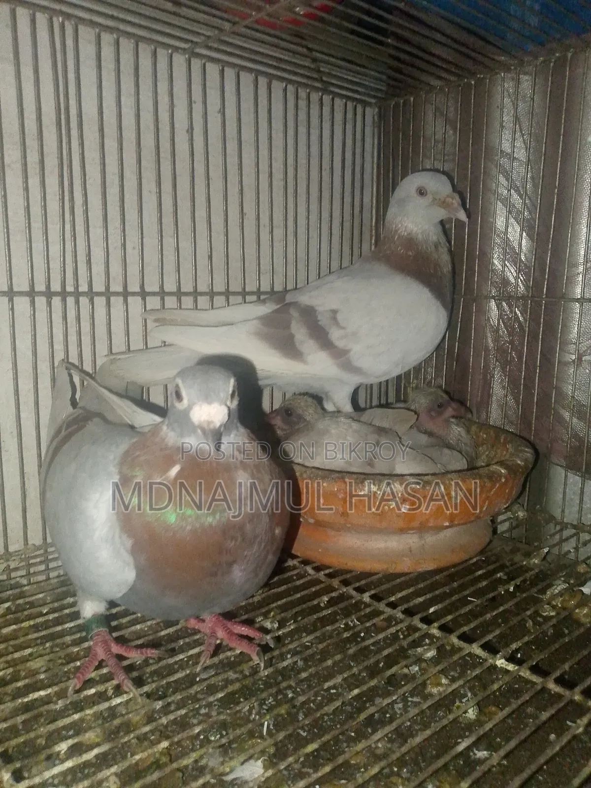 A pair of running Milly Racer pigeons will be sold