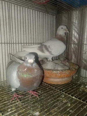 A pair of running Milly Racer pigeons will be sold