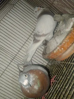 A pair of running Milly Racer pigeons will be sold