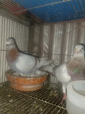 A pair of running Milly Racer pigeons will be sold