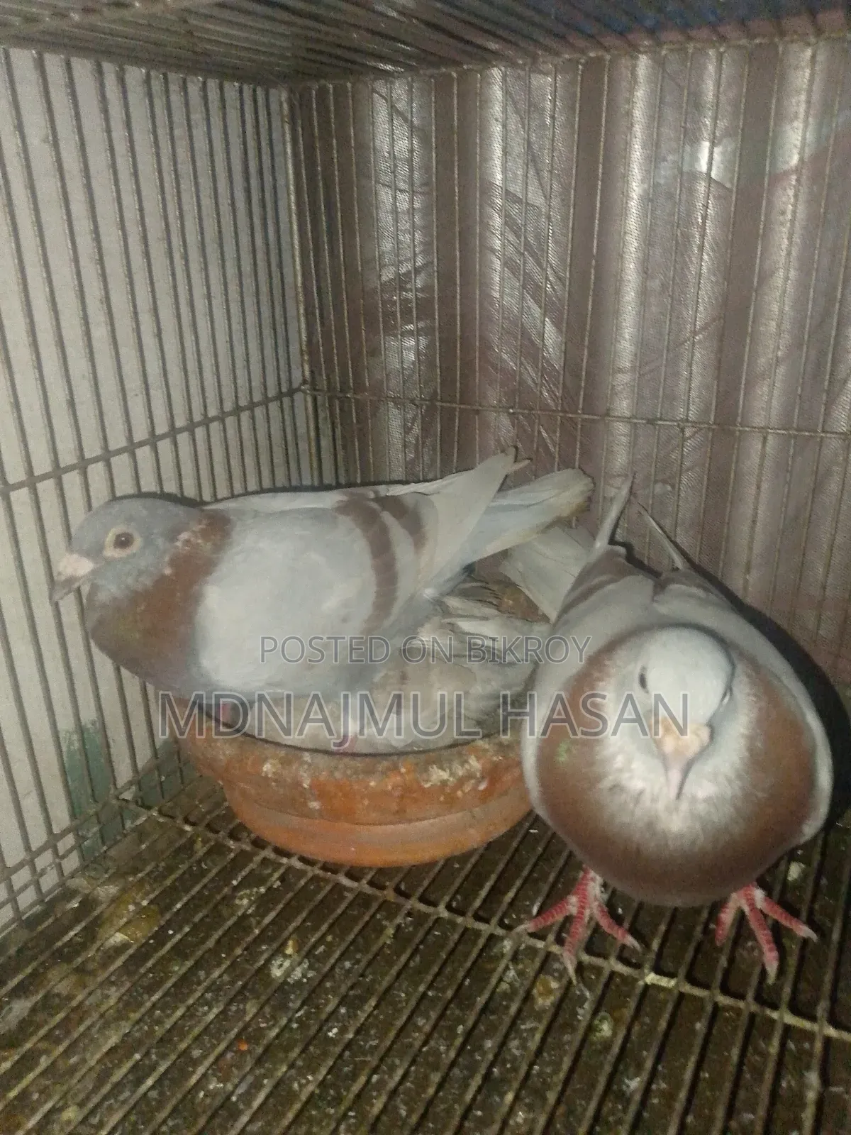 A pair of running Milly Racer pigeons will be sold