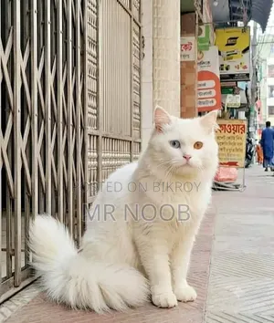 6-12 Months Male Purebred Persian Cat