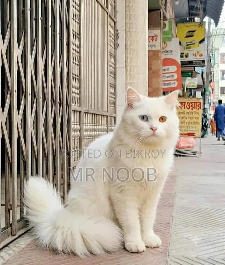 6-12 Months Male Purebred Persian Cat