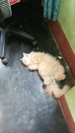 3-6 months Female Purebred Cat
