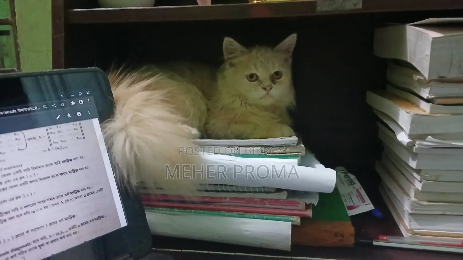 3-6 months Female Purebred Cat