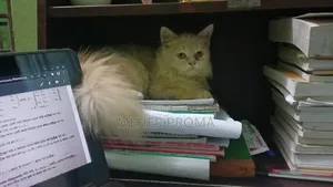 3-6 months Female Purebred Cat