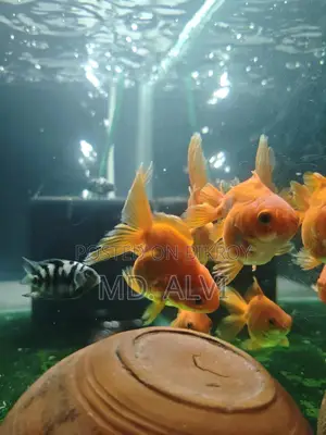 ২ জোড়া রিউকিন গোল্ডফিশ + ১ জোড়া প্যারট ফ্রি