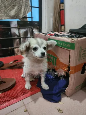 1-3 months Female Mixed Breed Lhasa Apso