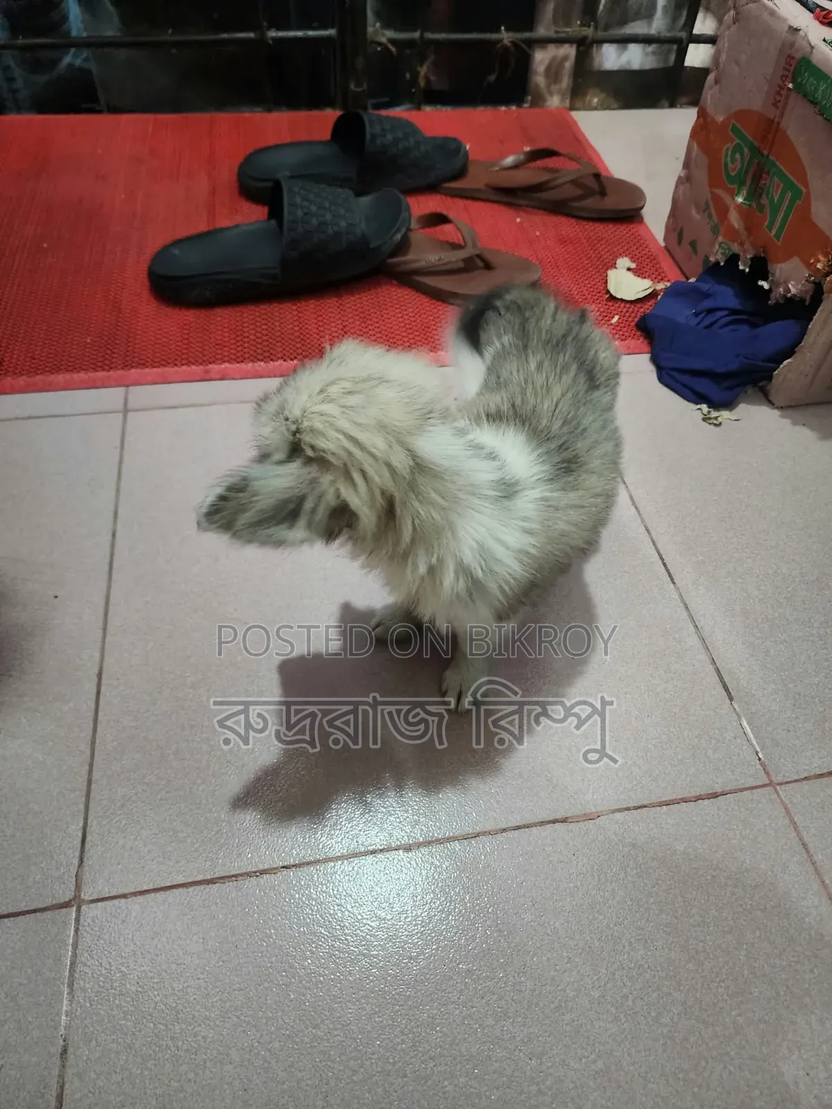 1-3 months Female Mixed Breed Lhasa Apso