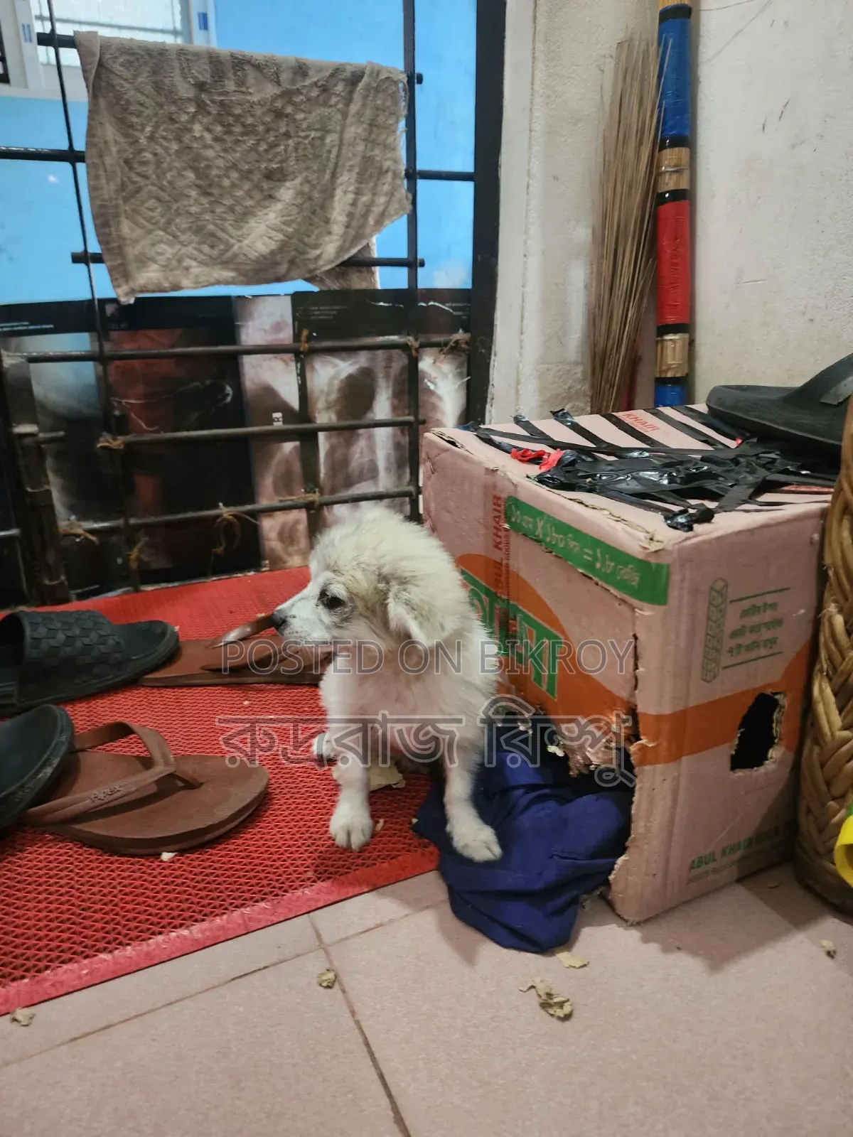 1-3 months Female Mixed Breed Lhasa Apso