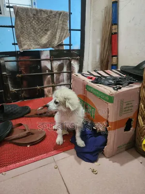 1-3 months Female Mixed Breed Lhasa Apso
