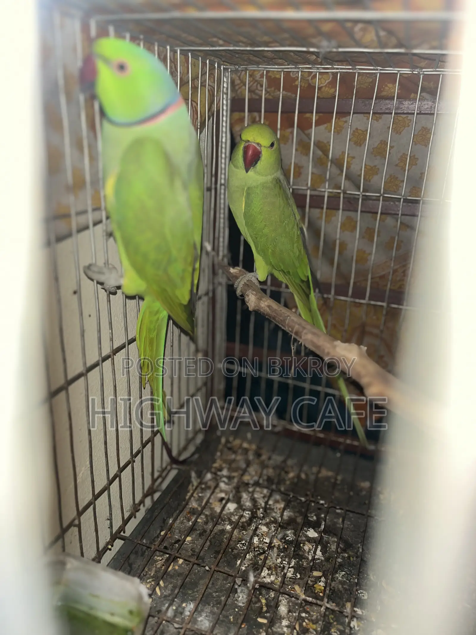 ইন্ডিয়ান টিয়া