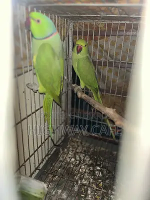 ইন্ডিয়ান টিয়া